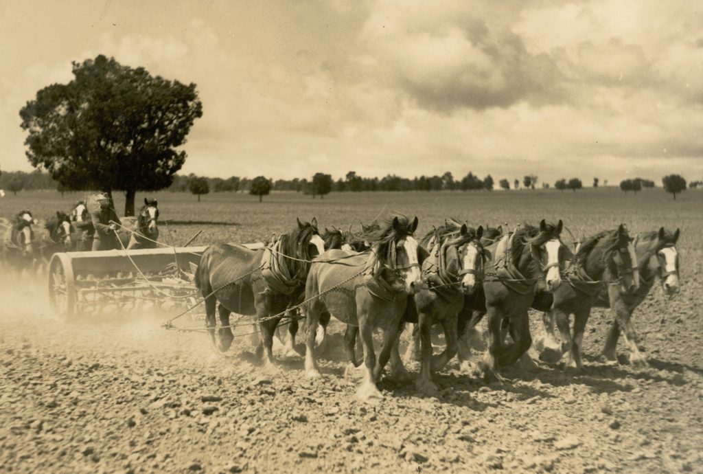 Black and white photograph of two, combined seed and fertiliser drills, each drawn by 10 draft horses, across a paddock to plant seed.